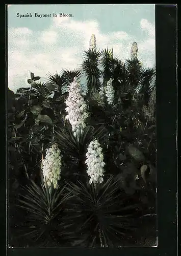 AK Spanish Bayonet in Bloom