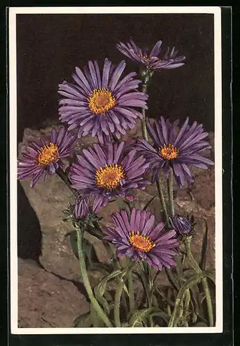 AK Alpine Aster vor Felsen