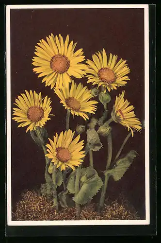 AK Skorpion-Gemswurz in Blüte vor dunklem Hintergrund