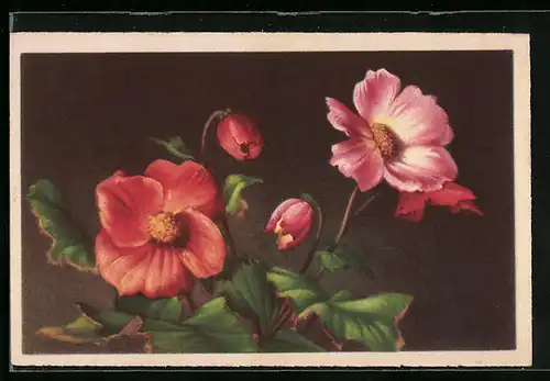 Künstler-AK Rote Begonie (Begonia tuberosa)