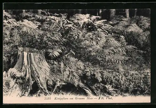 AK Königsfarn am Grossen Moor