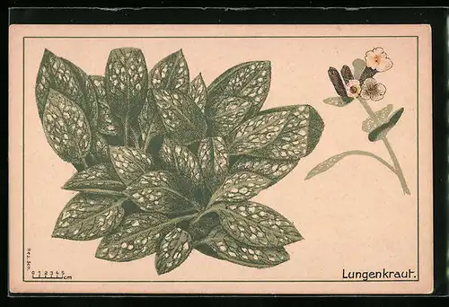 AK Lungenkraut (Pulmonaria), Sammlung Wildgemüse, Serie Spätherbst