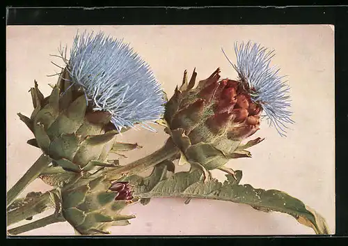 AK Blühende Artischocken, Cynara Scolymus