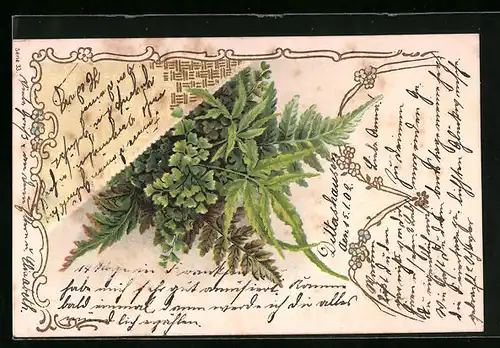 Präge-AK Farn verschiedener Arten