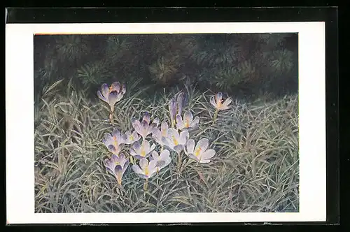 AK Heuffels-Safran, Crocus banaticus