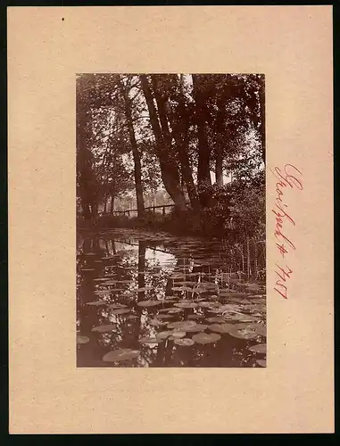 Fotografie Brück & Sohn Meissen, Ansicht Groitzsch, Seerosen auf der Schwennigke im Wald