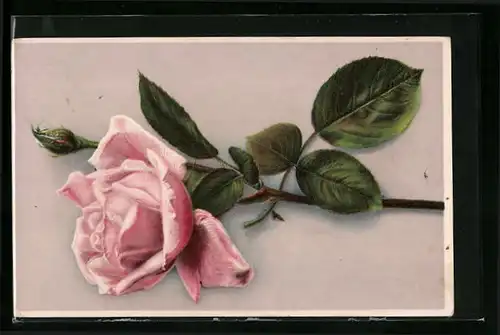 Künstler-AK Rose in voller Blüte