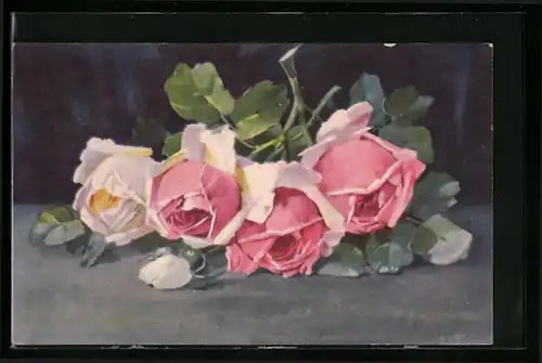 Künstler-AK Liegende Rosen in weiss-rosa farbener Blüte
