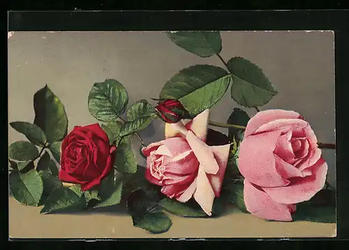AK Rote und rosa farbene Rosen mit Knospen