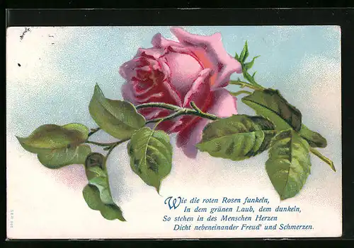 Präge-AK Rose in voller Blüte