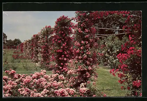 AK Rosengarten im Roger Williams Park