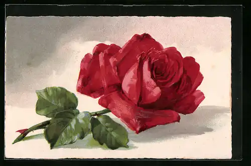 Künstler-AK Rote Rose in voller Blüte