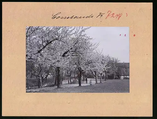 Fotografie Brück & Sohn Meissen, Ansicht Cossebaude, Blick auf eine Allee in der Baumblüte