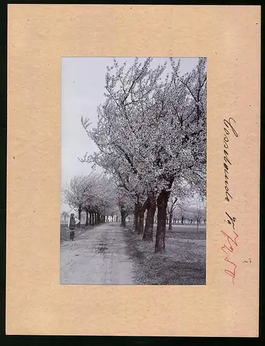 Fotografie Brück & Sohn Meissen, Ansicht Cossebaude, Blick in eine Allee während der Baumblüte