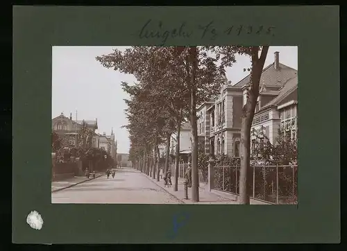 Fotografie Brück & Sohn Meissen, Ansicht Mügeln Bez. Leipzig, Lindenstrasse mit Wohnvillen