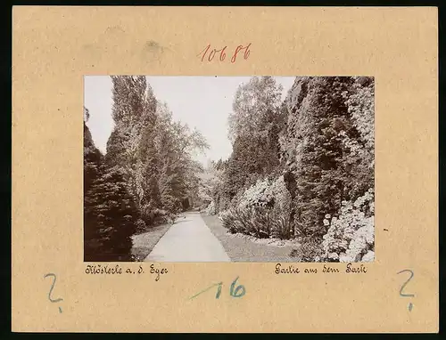 Fotografie Brück & Sohn Meissen, Ansicht Klösterle a. d. Eger, Partie im dicht bewachsenen Park