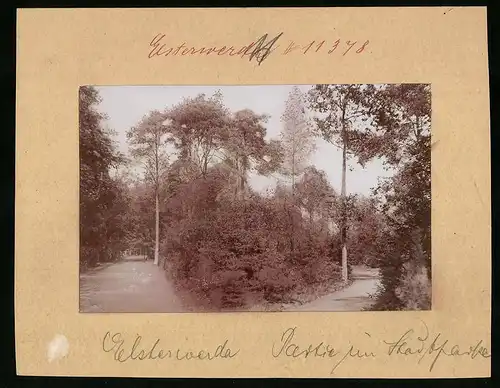 Fotografie Brück & Sohn Meissen, Ansicht Elsterwerda, Partie im Stadtpark