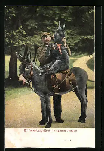 AK Ein Wartburg-Esel mit seinem Jungen, auf dem Sattel gehalten