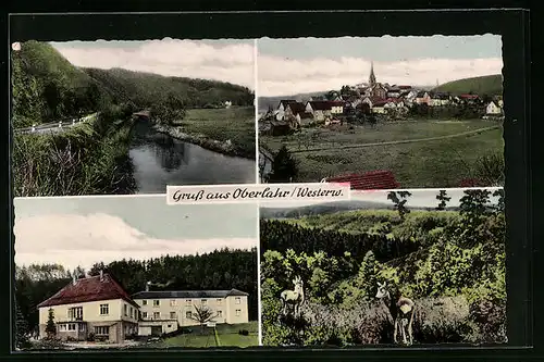 AK Oberlahr / Westerwald, Gesamtansichte, Gebäude und Rehe im Wald