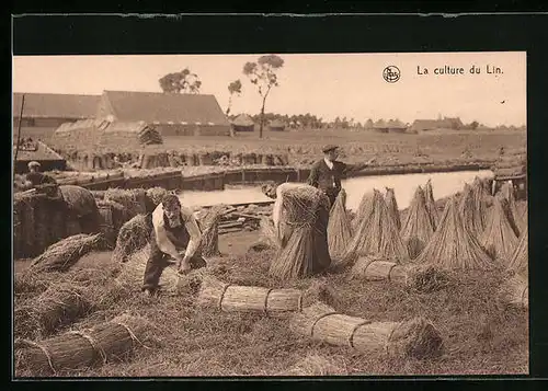 AK La culture du Lin, on forme les bottes avant le rouissage, Flachs