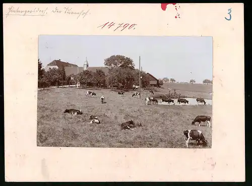 Fotografie Brück & Sohn Meissen, Ansicht Hintergersdorf, weidende Kühe am Turmhof