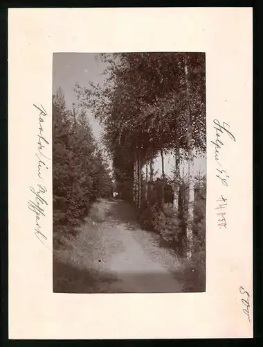 Fotografie Brück & Sohn Meissen, Ansicht Stolpen i. Sa., Allee im Schlosspark