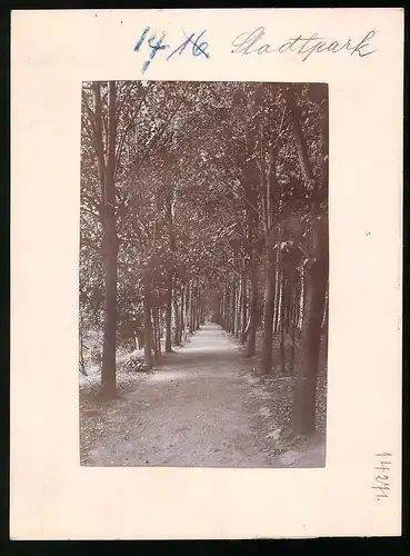 Fotografie Brück & Sohn Meissen, Ansicht Wilsdruff, Allee im Stadtpark