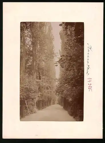 Fotografie Brück & Sohn Meissen, Ansicht Komotau, Blick in die Alte Pappelallee im Stadtpark