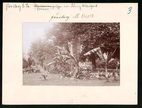 Fotografie Brück & Sohn Meissen, Ansicht Freiberg i. Sa., Blick auf die Palmengruppe im König Albert Park