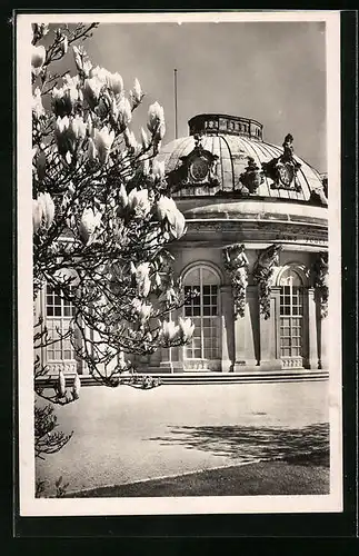 AK Potsdam, Schloss Sanssouci, Frühlingsmotiv