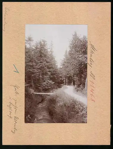 Fotografie Brück & Sohn Meissen, Ansicht Altenberg i. Sa., Waldpartie zwischen Altenberg und Kipsdorf