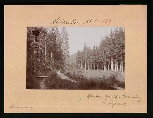 Fotografie Brück & Sohn Meissen, Ansicht Altenberg i. Sa., Waldpartie zwischen Altenberg und Kipsdorf