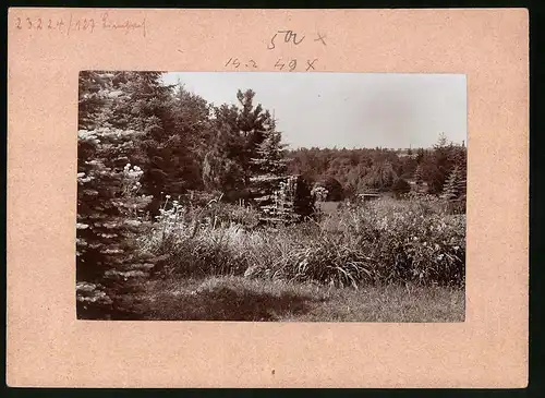 Fotografie Brück & Sohn Meissen, Ansicht Limbach i. Sa, Partie im Stadtpark