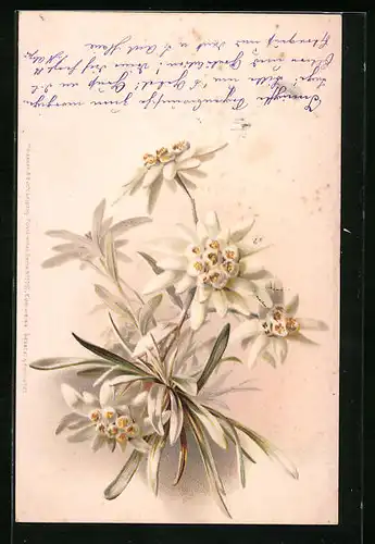 Lithographie Edelweiss auf hellem Grund