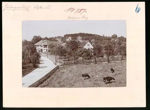 Fotografie Brück & Sohn Meissen, Ansicht Hintergersdorf, Blick in den Ort mit Harthaberg, Weisswaren Geschäft, Kühe