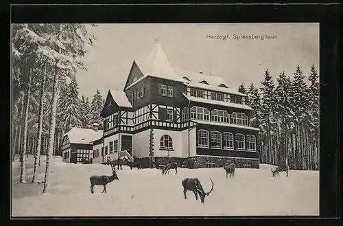 AK Friedrichroda, Gasthof Herzogl. Spiessberghaus mit Hirschen