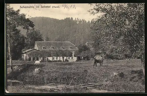 AK Selkemühle /Harz, Kuhweide im Selketal