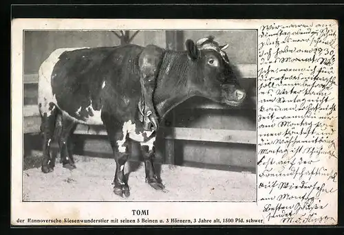 AK Tomi, Der Hannoversche Riesenwunderstier mit seinen 5 Beinen u. 3 Hörnern