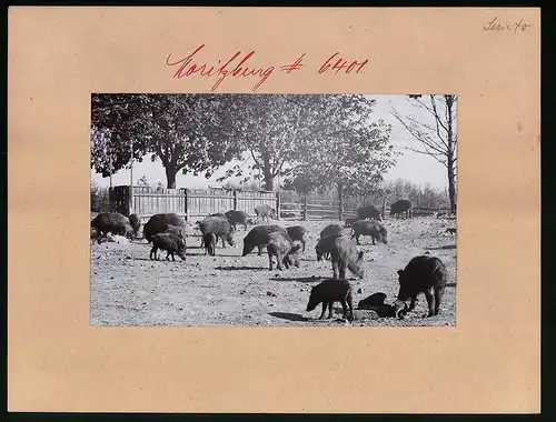 Fotografie Brück & Sohn Meissen, Ansicht Moritzburg, Wildschweine während der Fütterung im Wildgehege des Jagschlosses