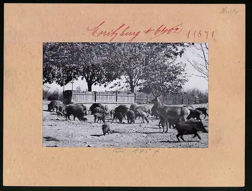 Fotografie Brück & Sohn Meissen, Ansicht Moritzburg, Hirsch, Wildschweine bei der Fütterung im Wildgehege des Jagdschloss