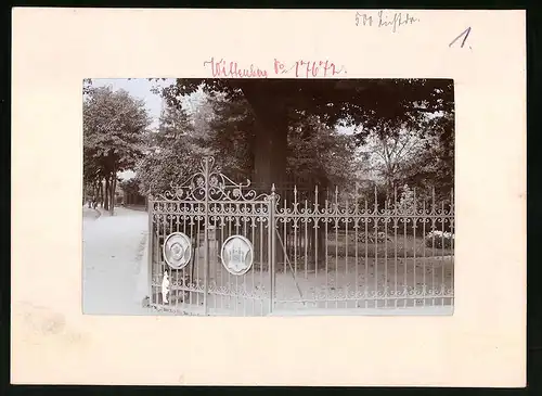 Fotografie Brück & Sohn Meissen, Ansicht Wittenberg, Luthereiche am Elstertor