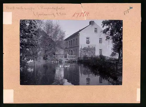 Fotografie Brück & Sohn Meissen, Ansicht Gauernitz, Pinkowitzmühle im Regebachtal mit Wassergeflügel