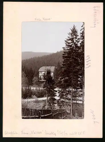 Fotografie Brück & Sohn Meissen, Ansicht Bärenburg i. Sa., Partie im Wald mit Blick auf das Haus Waldeck