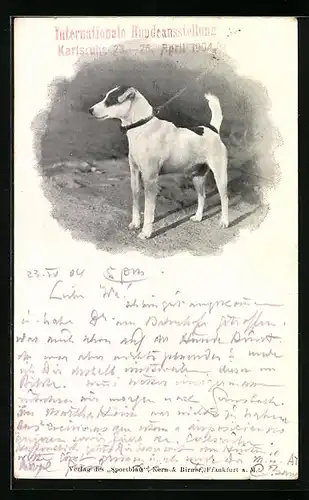 AK Karlsruhe, Internationale Hunde-Ausstellung 1904, Jack Russell Terrier