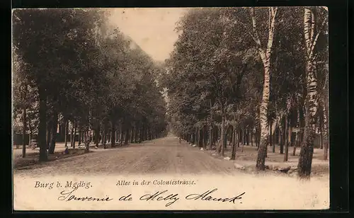 AK Burg bei Magdeburg, Allee in der Coloniestrasse