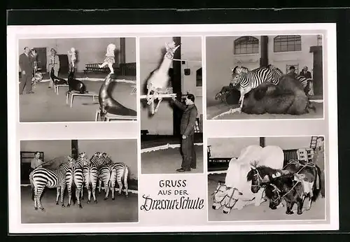 AK Hamburg-Stellingen, Cal Hagenbeck`s Tierpark, Dressur-Schule, Dompteur mit Zebras und Seerobben