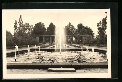 AK Forst / Lausitz, Wehrinsel-Wasserspiele, Rosengarten