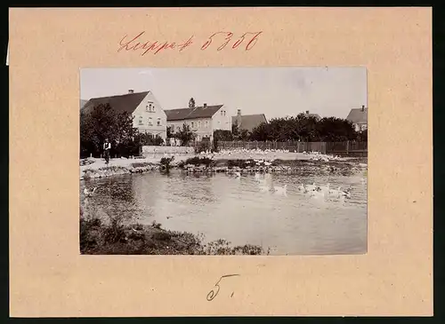 Fotografie Brück & Sohn Meissen, Ansicht Luppa, Uferpartie am Quellteich mit Schwänen