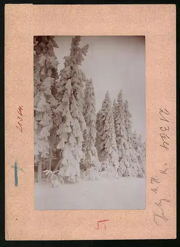 Fotografie Brück & Sohn Meissen, Ansicht Oberbärenburg i. Erzg., Waldpartie im verschneiten Winter
