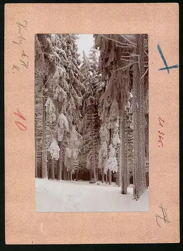 Fotografie Brück & Sohn Meissen, Ansicht Oberbärenburg i. Erzg., Blick in den verschneiten Winterwald